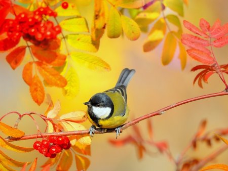 Синица на осенней ветке