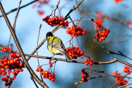 Синицы на рябине зимой
