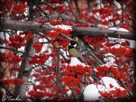 Красная рябина и синицы