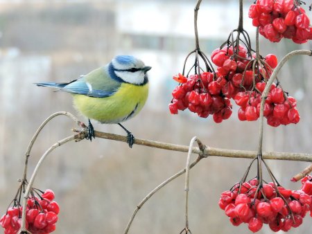 Синички и Калина