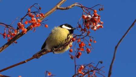 Синица на рябине