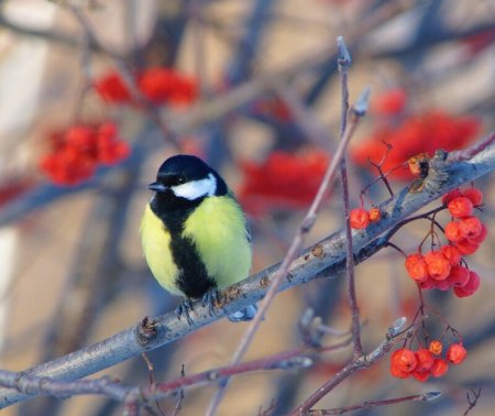 Синицы на рябине зимой