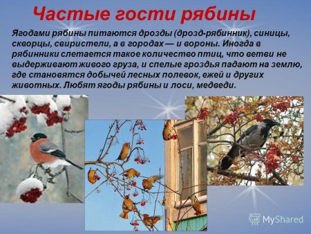 День красной рябины и прилетевших синиц 31 октября