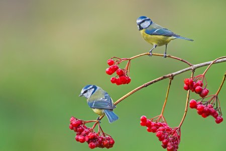 Синичка на рябине