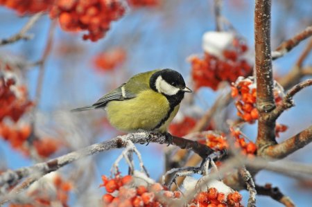 Синички на рябине зимой