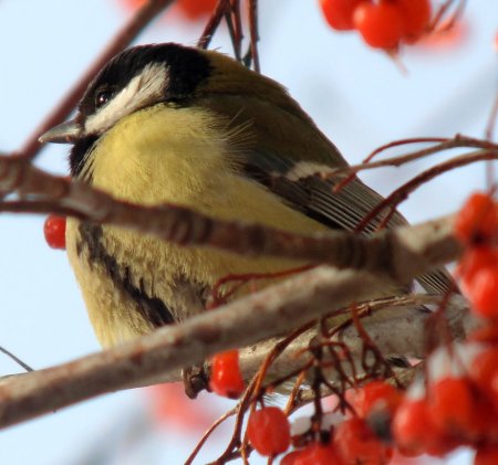 Синичка на рябине