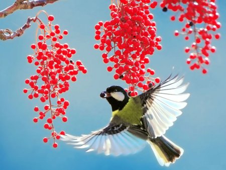 Фотообои синички