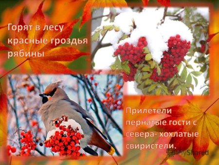 Загадка про рябину для детей