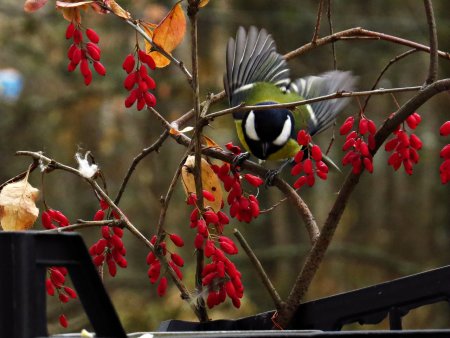 Синички прилетели