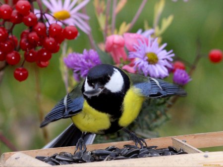 Синица с цветком в клюве
