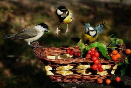 Птицы осенью забавно