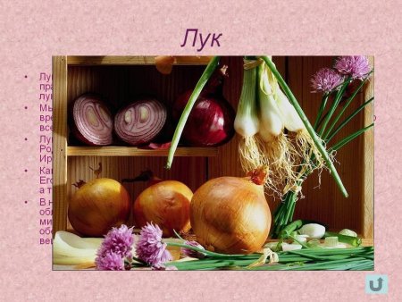 Всероссийский день лука