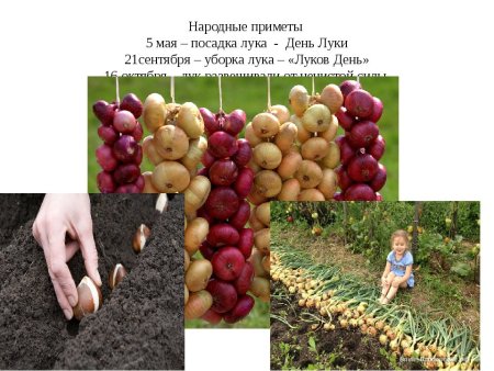5 Мая луков день
