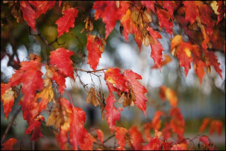 Ноябрь природа