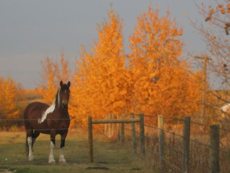1 Ноября проводы осени
