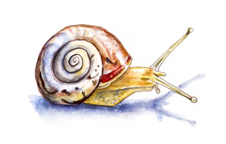 Улитка картинка для детей