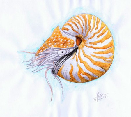 Nautilus Kesowski
