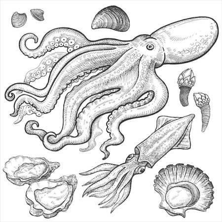 Кальмар трафарет