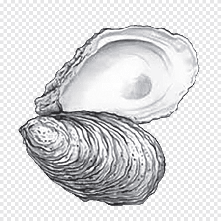 Ракушка черно белая