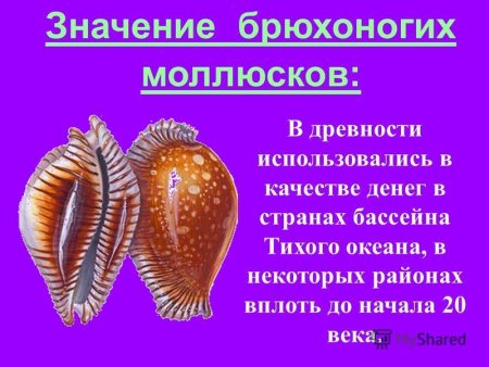 Брюхоногие моллюски