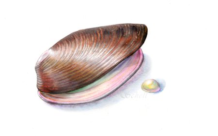 Жемчужница обыкновенная