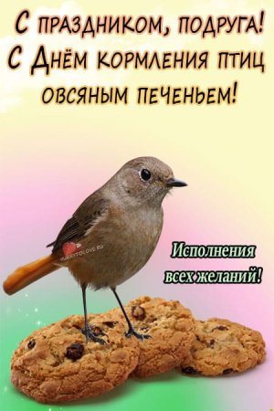 День кормления птиц овсяным печеньем открытки