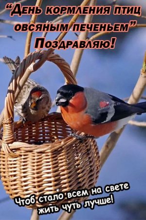 День кормления птиц овсяным печеньем