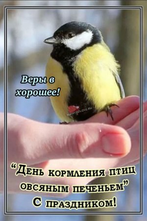 День кормления птиц овсяным печеньем