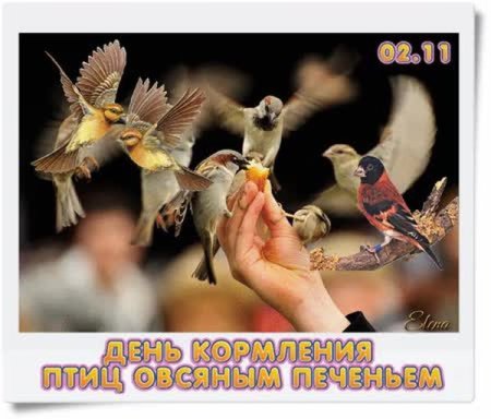День кормления птиц овсяным печеньем