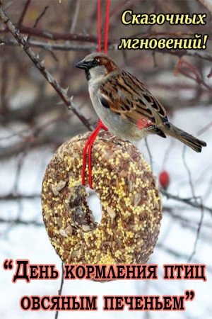 День кормления птиц овсяным печеньем