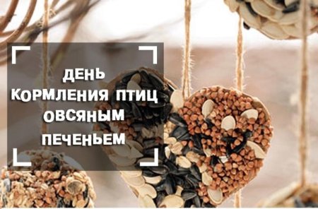 Кормление птиц овсяным печеньем