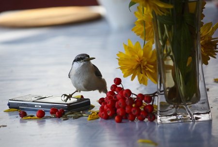 День кормления птиц овсяным печеньем 2 ноября