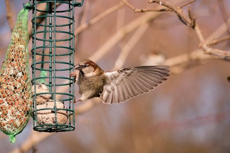 День кормления птиц