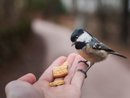 Доброта птицы
