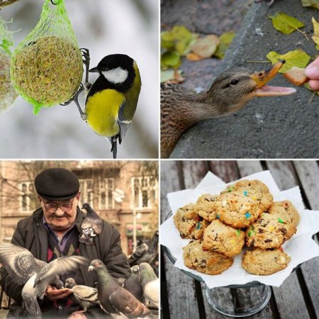 Кормление птиц овсяным печеньем