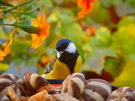 Обои с птицами