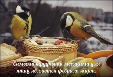 Кормление птиц овсяным печеньем