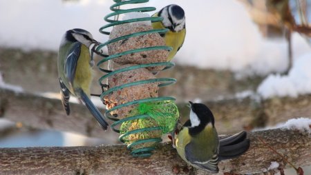 День кормления птиц