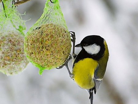Кормушка к Синичкину Дню
