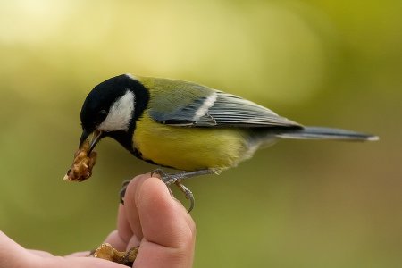 День кормления птиц овсяным печеньем
