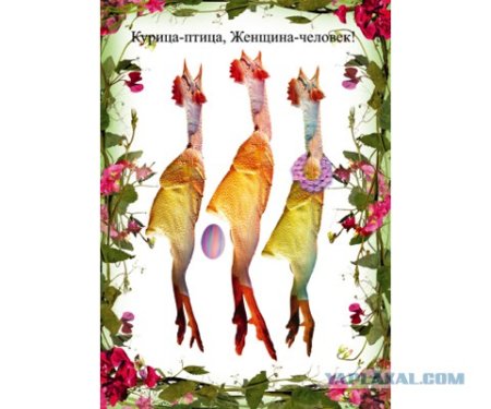 Курица не птица баба не человек