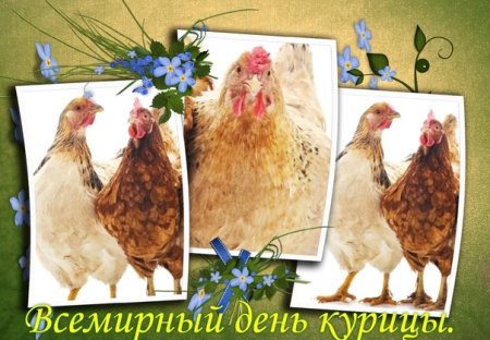 День курицы праздник