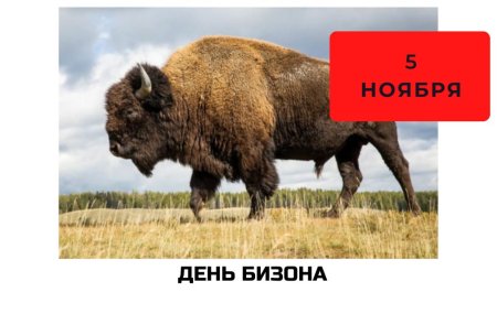 Картинки с праздником день бизона 5 ноября