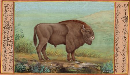 Бизон рисунок индейцев