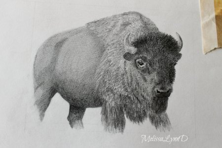 Бизон карандашом