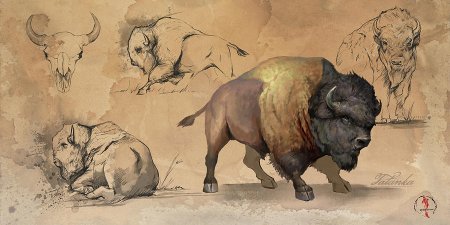 Бизон против бизона