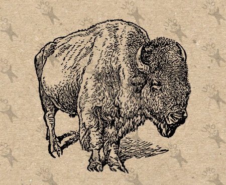 Бизон Графика