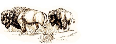 Апок, зазыватель бизонов