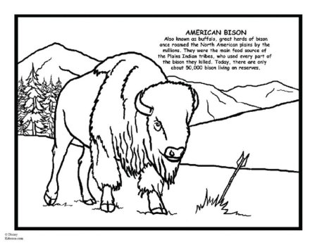 North American animals раскраска