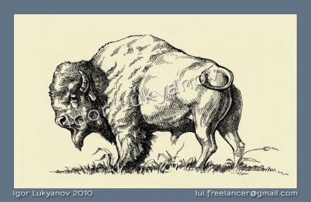 Голова бизона рисунок
